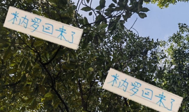 好消息！米内罗回申花 坏消息剩余7轮打不 如有马莱莱出勤率多好