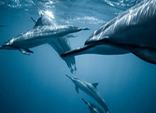 记者手记：英超金主为何有钱不能任性